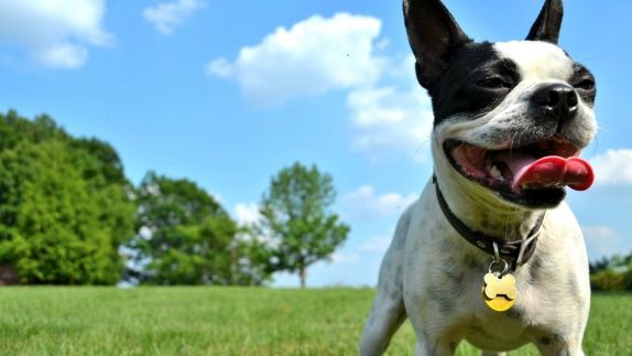 Pet Friendly Hotels Chicago Aloft O Hare Pet Friendly Hotels Chicago